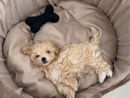Maltipoo