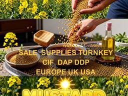 Mustard Seeds Sale Supplies turnkey DAP DDP Europe UK from Poland company - BUY NOW!