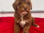Nous avons 3 adorables chiots Mini Goldendoodle disponibles — 2 femelles adorables et 1 mâ - photo 1