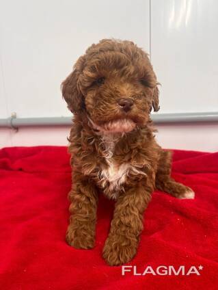 Nous avons 3 adorables chiots Mini Goldendoodle disponibles — 2 femelles adorables et 1 mâ