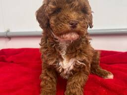 Nous avons 3 adorables chiots Mini Goldendoodle disponibles — 2 femelles adorables et 1 mâ