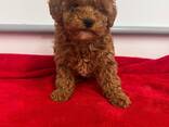 Nous avons 3 adorables chiots Mini Goldendoodle disponibles — 2 femelles adorables et 1 mâ - photo 2