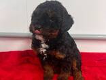 Nous avons 3 adorables chiots Mini Goldendoodle disponibles — 2 femelles adorables et 1 mâ - photo 3
