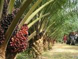 Пальмовое масло "Малазия" (Palm oil) - фото 1