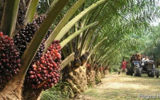 Пальмовое масло "Малазия" (Palm oil)