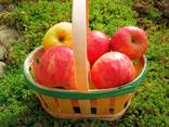 Paniers en placage de fruits - photo 1