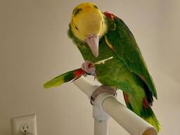 Perruches Amazones colorées