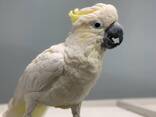 Perruches cacatoès - фото 2