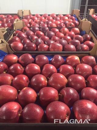 Pommes polonaises (Gala, Cortland, Szampion, Jonagold, Golden Delicious, Alwa et autres)