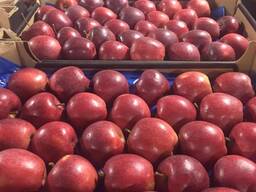 Pommes polonaises (Gala, Cortland, Szampion, Jonagold, Golden Delicious, Alwa et autres)