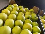 Polish apples (wide range of varieties) - фото 1