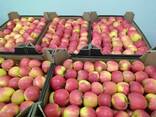 Polish apples (wide range of varieties) - фото 8