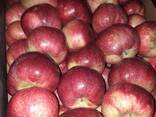 Polish apples (wide range of varieties) - фото 10
