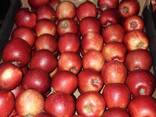 Polish apples (wide range of varieties) - фото 13