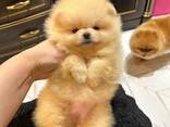 Pomeranian Mini Spitz Purebred / Spitz Nain Poméranien / Померанский мини шпиц / շպից - photo 1