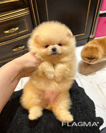 Pomeranian Mini Spitz Purebred / Spitz Nain Poméranien / Померанский мини шпиц / շպից