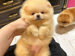 Pomeranian Mini Spitz Purebred / Spitz Nain Poméranien / Померанский мини шпиц / շպից