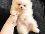 Pomeranian Mini Spitz Purebred / Spitz Nain Poméranien / Померанский мини шпиц / շպից - photo 3