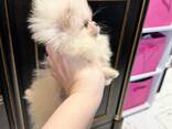 Pomeranian Mini Spitz Purebred / Spitz Nain Poméranien / Померанский мини шпиц / շպից - photo 5