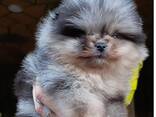 Pomeranian Mini Spitz Purebred / Spitz Nain Poméranien / Померанский мини шпиц / շպից - photo 6