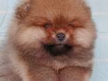 Pomeranian Mini Spitz Purebred / Spitz Nain Poméranien / Померанский мини шпиц / շպից - photo 7