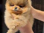 Pomeranian Mini Spitz Purebred / Spitz Nain Poméranien / Померанский мини шпиц / շպից - photo 10