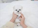 Pomeranian puppy - photo 1