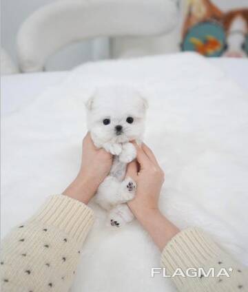 Pomeranian puppy