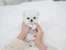 Pomeranian puppy