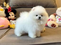 Померанский шпиц