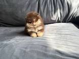 Щенки померанского шпица ищут новые любящие семьи. - фото 3