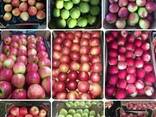 Pommes en gros Apples wholesale LLC Mitlife - фото 1