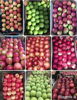 Pommes en gros Apples wholesale LLC Mitlife