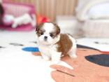 Poodle puppy - photo 1