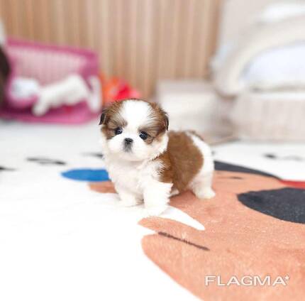 Poodle puppy