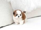 Poodle puppy - photo 2