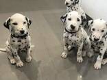 Прекрасные щенки далматина продаются. - фото 1