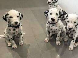 Прекрасные щенки далматина продаются.