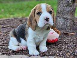 Продаются очаровательные щенки бигля