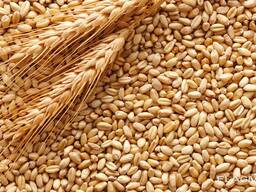 Пшеница продовольственная и фуражная, ячмень, кукуруза из России, Польши и Казахстана
