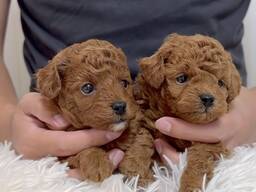 Qualité Chiots Caniche