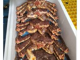 Red King Crab
