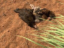 Retour d’affection en 48h