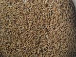 Selling 3000 tons of durum wheat. - фото 2