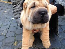 Shar Pei-puppy's