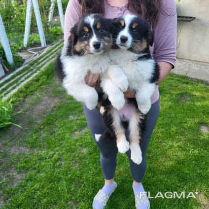 Щенки Австралийской овчарки (Аусси)