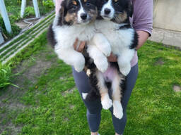 Щенки Австралийской овчарки (Аусси)