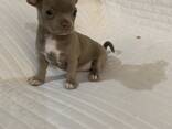 Щенки Чихуа Хуа - photo 2