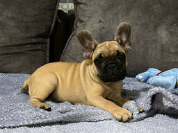 Щенки Французского бульдога
