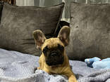 Щенки Французского бульдога - photo 2
